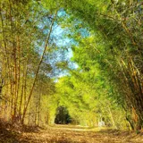 Bamboo Forest Park Wayanad 